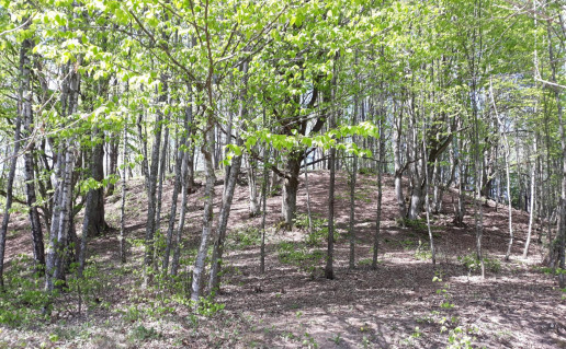 37. Mergiškių senosios kapinės.jpg